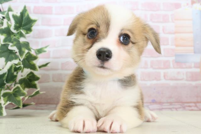 佐賀県のウェルシュコーギーペンブローク (Coo&RIKU佐賀神埼店/2024年4月2日生まれ/男の子/レッドホワイト)の子犬