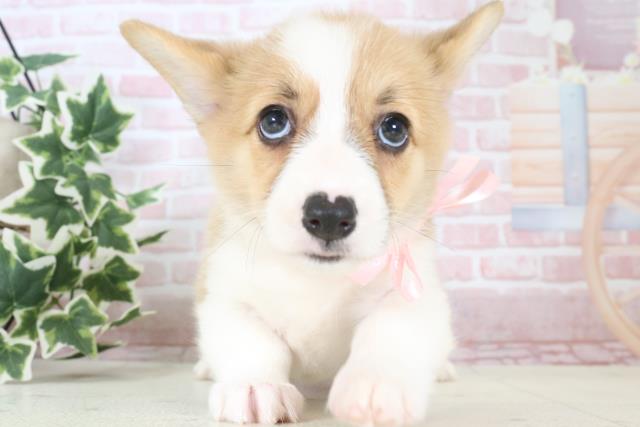 熊本県のウェルシュコーギーペンブローク (Coo&RIKU熊本店/2024年4月2日生まれ/女の子/レッドホワイト)の子犬