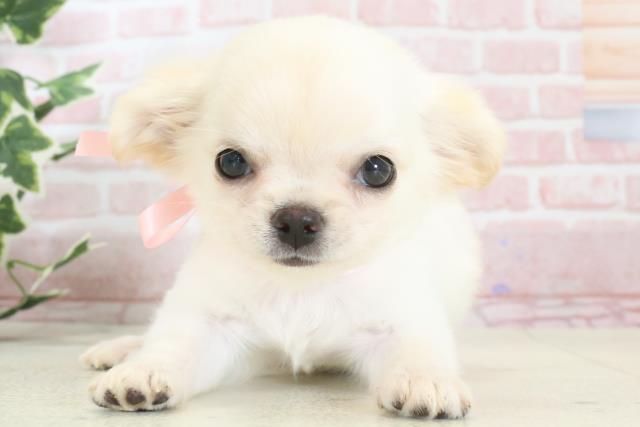 福岡県のチワワ(ロング) (Coo&RIKU小倉店/2024年3月25日生まれ/女の子/クリームホワイト)の子犬