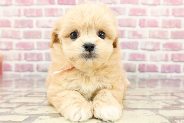 群馬県のペキプー(ペキニーズ×プードル) (Coo&RIKU前橋店/2024年4月1日生まれ/女の子/アプリコット)の子犬