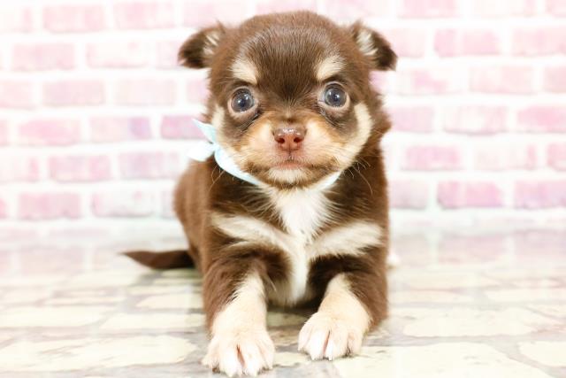 群馬県のチワワ(ロング) (Coo&RIKU前橋店/2024年4月3日生まれ/男の子/チョコレートタンホワイト)の子犬