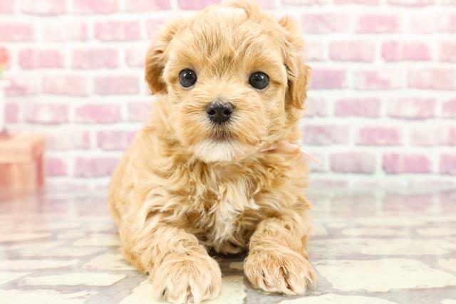 東京都のマルプー(マルチーズ×プードル) (Coo&RIKU立川店/2024年4月1日生まれ/女の子/アプリコット)の子犬