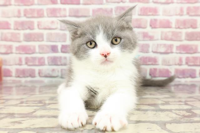 東京都のブリティッシュショートヘアー (Coo&RIKU浅草店/2024年3月21日生まれ/男の子/ブルーホワイト)の子猫