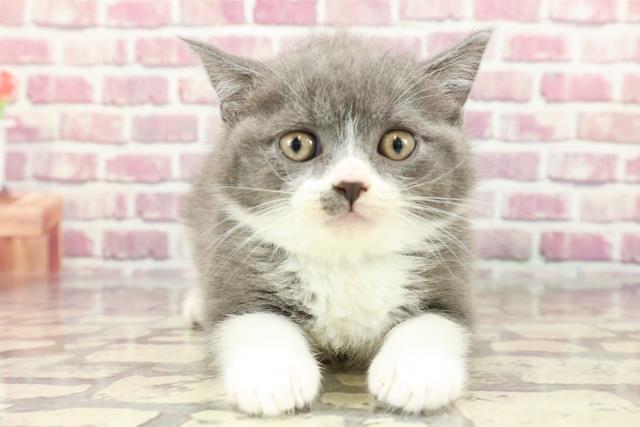 東京都のブリティッシュショートヘアー (Coo&RIKU八王子西店/2024年3月21日生まれ/男の子/ブルーホワイト)の子猫