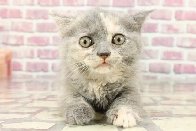 神奈川県のブリティッシュショートヘアー (Coo&RIKU日吉店/2024年3月27日生まれ/女の子/ブルークリーム)の子猫