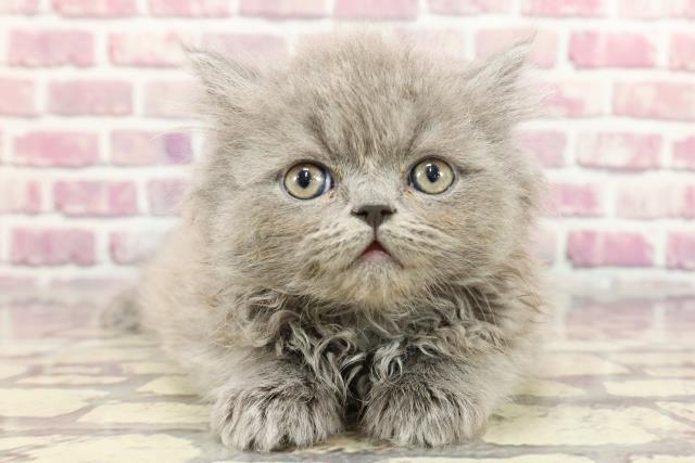 東京都のエキゾチックロングヘアー (Coo&RIKU立川店/2024年4月1日生まれ/男の子/ブルー)の子猫