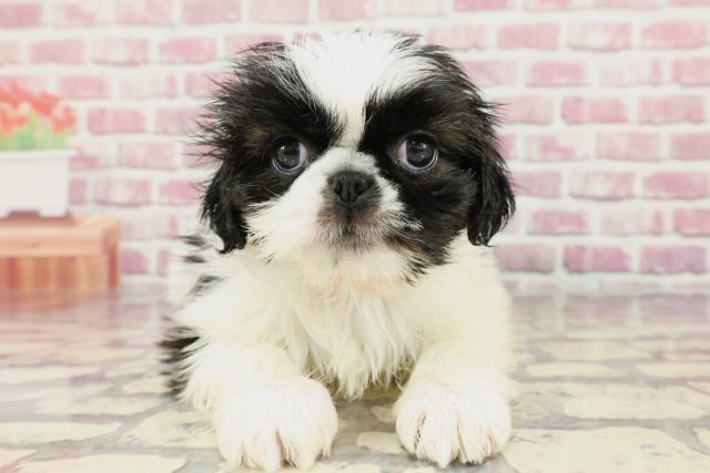 栃木県のハーフ犬 (Coo&RIKU宇都宮店/2024年4月3日生まれ/男の子/ホワイトブラック)の子犬