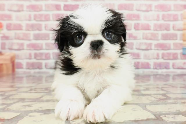 埼玉県のハーフ犬 (Coo&RIKUアニマルケアセンター大宮/2024年4月3日生まれ/男の子/ホワイトブラック)の子犬