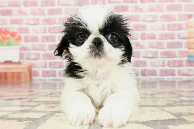 栃木県のハーフ犬 (Coo&RIKU小山店/2024年4月3日生まれ/女の子/ホワイトブラック)の子犬