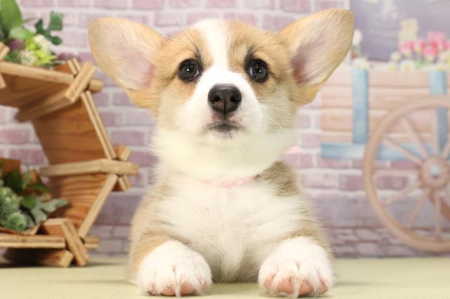 愛知県のウェルシュコーギーペンブローク (Coo&RIKU半田店/2024年4月3日生まれ/女の子/レッドホワイト)の子犬