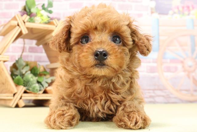 静岡県のトイプードル(トイ) (Coo&RIKU富士店/2024年4月1日生まれ/男の子/レッド)の子犬