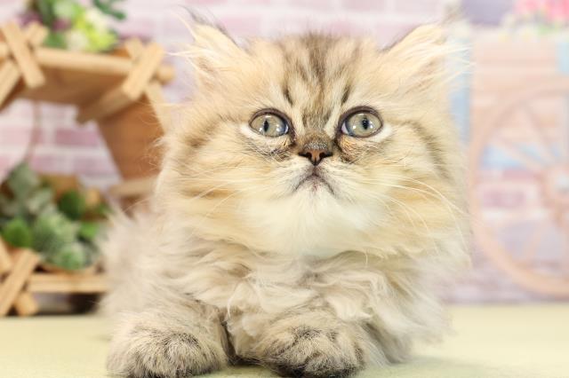 静岡県のペルシャ (Coo&RIKU浜松店/2024年3月31日生まれ/男の子/シェーデットゴールデン)の子猫