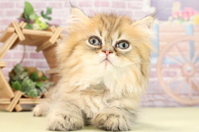 静岡県のペルシャ (Coo&RIKU沼津店/2024年3月31日生まれ/男の子/シェーデットゴールデン)の子猫