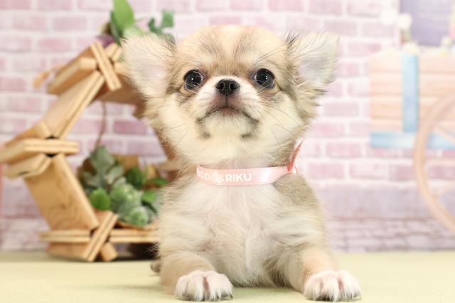 静岡県のチワワ(ロング) (Coo&RIKU浜松店/2024年4月2日生まれ/女の子/レッドホワイト)の子犬
