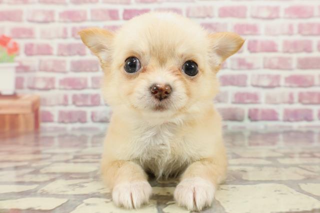 群馬県のチワワ(ロング) (Coo&RIKU前橋店/2024年4月4日生まれ/女の子/クリームホワイト)の子犬