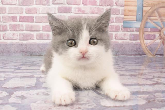 大阪府のブリティッシュショートヘアー (Coo&RIKU城東古市店/2024年4月4日生まれ/男の子/ブルーホワイト)の子猫