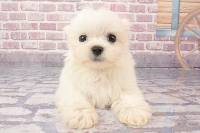 京都府のマルチーズ (Coo&RIKU舞鶴店/2024年4月2日生まれ/男の子/ホワイト)の子犬