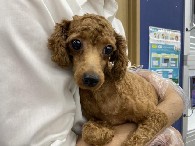 トイ・プードル