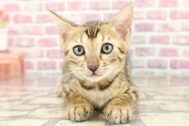 青森県のベンガル (Coo&RIKU青森店/2024年5月1日生まれ/女の子/ブラウンスポットタビー)の子猫