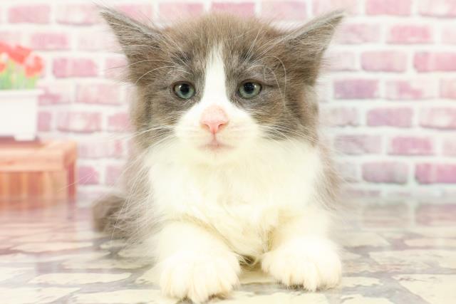 ノルウェージャン・フォレストキャット