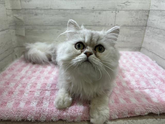 ペルシャ