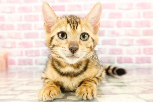 長野県のベンガル (Coo&RIKU長野店/2024年5月6日生まれ/女の子/ブラウンスポットタビー)の子猫