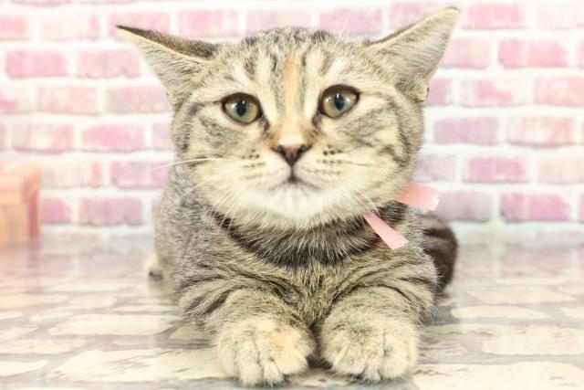 東京都のマンチカン (Coo&RIKU府中店/2024年3月22日生まれ/女の子/ブラウンパッチドタビー)の子猫