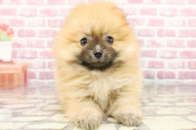 千葉県のポメラニアン (Coo&RIKU南柏店/2024年5月16日生まれ/女の子/オレンジ)の子犬