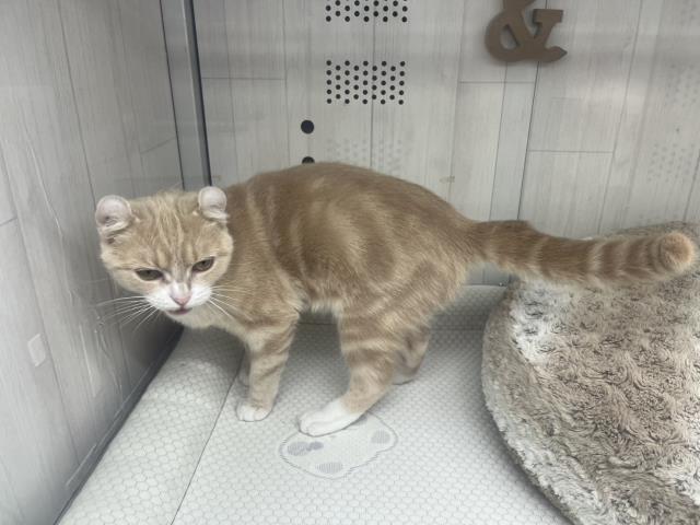 アメリカンカール