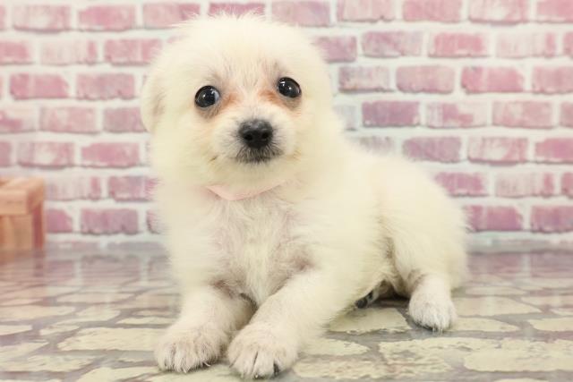 MIX（ハーフ）の子犬（メス♀） 函館店｜ペットショップCoo＆RIKU