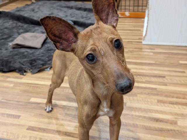 神奈川県のミニチュアピンシャー (Coo&RIKU秦野店/2024年6月17日生まれ/男の子/レッド)の子犬