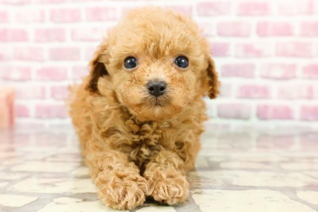 千葉県のトイプードル(トイ) (Coo&RIKU流山店/2024年6月17日生まれ/男の子/アプリコット)の子犬