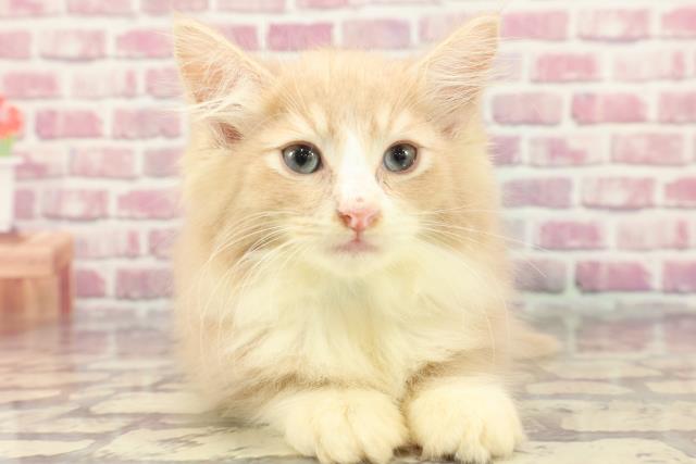 ノルウェージャン・フォレストキャット