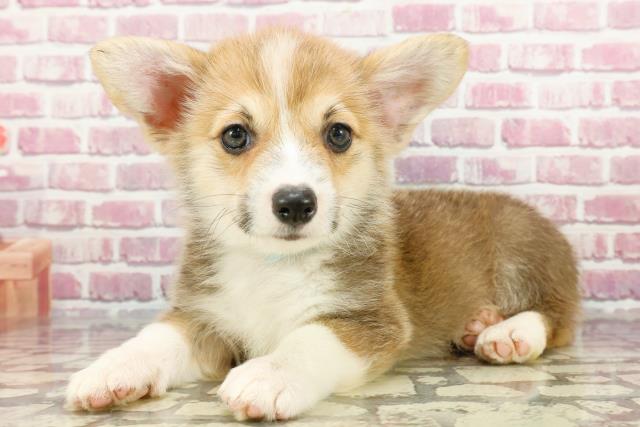 ウェルシュコーギー　額付プリント　アメリカン　シリアルナンバー付き ウェルシュコーギー 額付プリント アメリカン シリアルナンバー付き