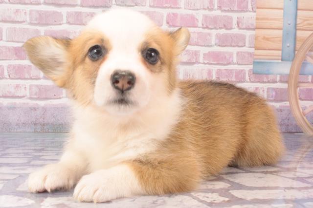 coco-m様❤ダックス コーギー ペン立て♡印鑑スタンド♡ coco-m様❤ダックス コーギー ペン立て♡印鑑スタンド♡ coco-m様❤