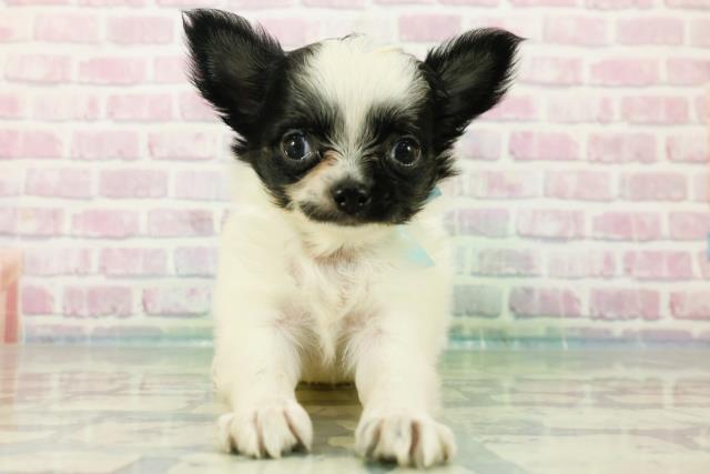 チワワ(ロングコート)