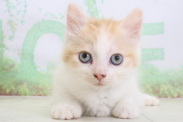 大阪府のサイベリアン (Coo&RIKU梅田店/2024年7月22日生まれ/男の子/クリームタビーホワイト)の子猫の1枚目の画像