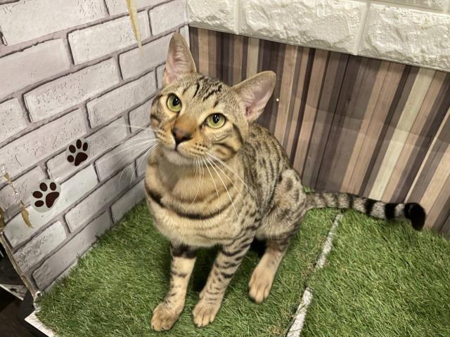 ベンガル