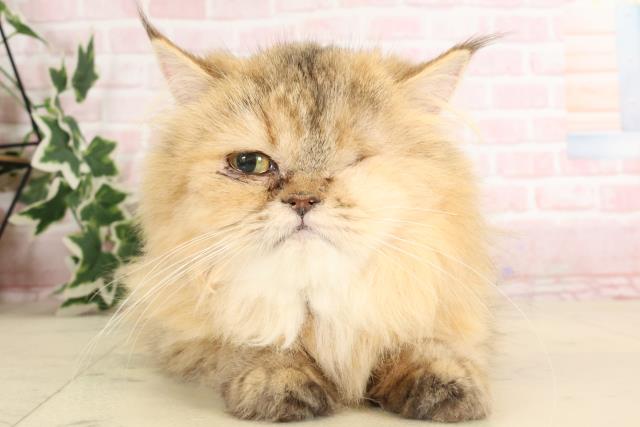 ペルシャ