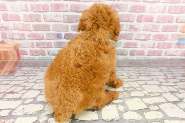 トイ・プードルの子犬(オス♂) 高崎店|ペットショップCoo&RIKU トイ・プードルの子犬(オス♂) 高崎店|ペットショップCoo&RIKU