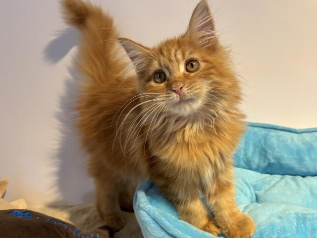 【Queen.J】キャンバスF12号　猫　ねこ　メインクーン　BAEZ3 Queen.J】キャンバスF12号 猫 ねこ メインクーン BAEZ3 （和歌山