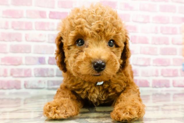 千葉県のトイプードル(トイ) (Coo&RIKU東金店/2024年8月11日生まれ/男の子/レッド)の子犬