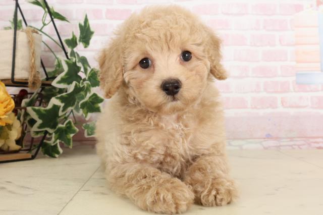 トイ・プードルの子犬(メス♀) 城東古市店|ペットショップ トイ・プードルの子犬(メス♀) 城東古市店|ペットショップ