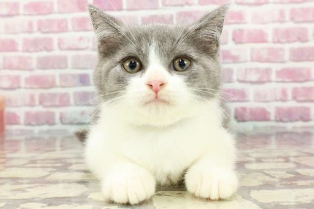 ブリティッシュショートヘアーの子猫（オス♂） サンパークあじ