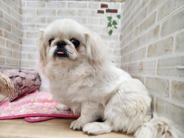 広島県のペキニーズ (Coo&RIKU東広島店/2024年8月19日生まれ/男の子/ホワイト)の子犬