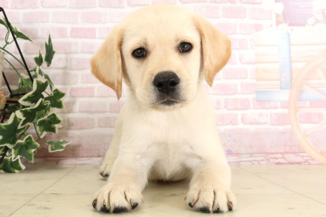 熊本県のラブラドールレトリーバー (Coo&RIKU熊本店/2024年8月13日生まれ/男の子/イエロー)の子犬