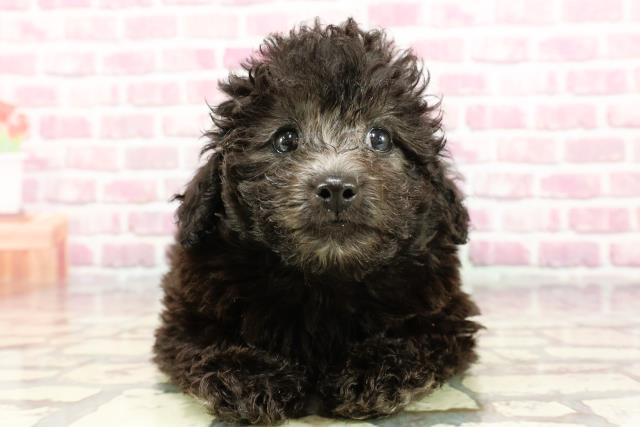 群馬県のトイプードル(トイ) (Coo&RIKU高崎店/2024年8月26日生まれ/男の子/シルバー)の子犬