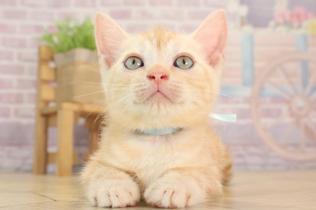 アメリカンショートヘアー