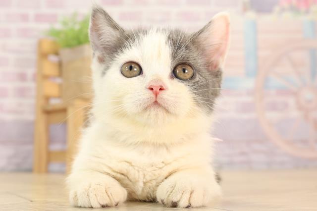 ピンクローズ、短毛シュシュ、わんちゃん猫ちゃん用 ピンクローズ、幅広シュシュ、わんちゃん猫ちゃん用 短毛