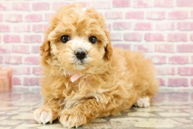 海外犬服 高品質なインポートのドッグウェア通販【BM WORLD